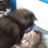 Memes de Cachorro engraçado 12