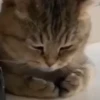 GATITOS 🐱❤️🥰 5