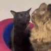 Gatos memes 9