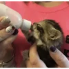 Gatitos Bonitos 12