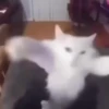 GIFs de Gatos Reações 2 🐱 10
