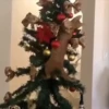 Pets no natal 16