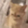 GATITOS 🐱❤️🥰 28