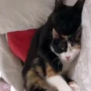 Gatitos lindos 3.0 - anubiss 14