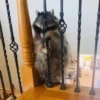 Guaxinim Fofo GIFs 🦝 18