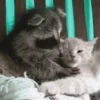 Guaxinim Fofo GIFs 🦝 12