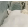 Gatos FoFoS 5