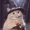 🐱 Cheeseball | The Wizard Cat 15