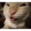 Historias Gatunas Gatos 10