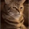 BICHINHOS FOFOS 8