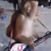 🐒 Monos divertidos random 🐒🐒 9