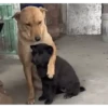 PeTs👀 7