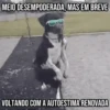 GIFs Pets Fofos Memes 2 🐾 20
