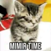 GIFs Pets Fofos Memes 🐾 13