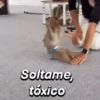 Soltame, tóxico