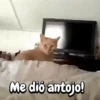 Michis Crazy 🐱🐈‍⬛ 14