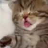 Gatitos😻💕 20