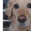 Little animals 🐕 30