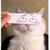 Gatinho 9