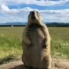 Little animals 🐕 20
