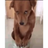 BICHINHOS FOFOS 5