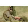 Macaco fumando 10