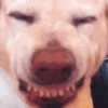 Memes de Cachorro engraçado 16