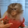 🐒 Monos divertidos random 🐒🐒 7
