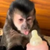 Monos 9