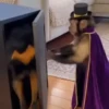 Monos Videos 2 22