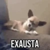 GIFs Pets Fofos Memes 🐾 15