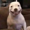 Reações | reactions 🐶🐈 12