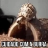 GIFs Pets Fofos Memes 2 🐾 15