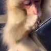 Monkey  21