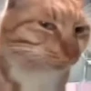 GATITOS 🐱❤️🥰 30