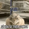 GIFs Pets Fofos Memes 2 🐾 21
