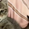 Gatitos😻💕 17