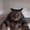 Reações de gatíneos 🐈🐈‍⬛ 12