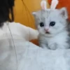 Gatitos😻💕 10