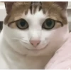 Gatos FoFoS 4