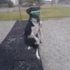 Memes de Cachorro engraçado 18