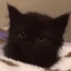 🥲🪾😭 TRISTE | SAD 2 🥲🪾😭 12