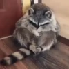 Guaxinim Fofo GIFs 🦝 10