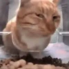 🙀GIF-s CAT-s-GATO-s😿 7