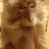 🐒 Monos divertidos random 🐒🐒 13