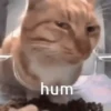 Meme Kucing Viral 🐱 18