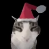 Animalitos de Tiktok 🤑😾 9