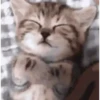 GATITOS 🐱❤️🥰 18