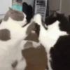 GIFs de Gatos Reações 2 🐱 14