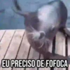 GIFs Pets Fofos Memes 2 🐾 28